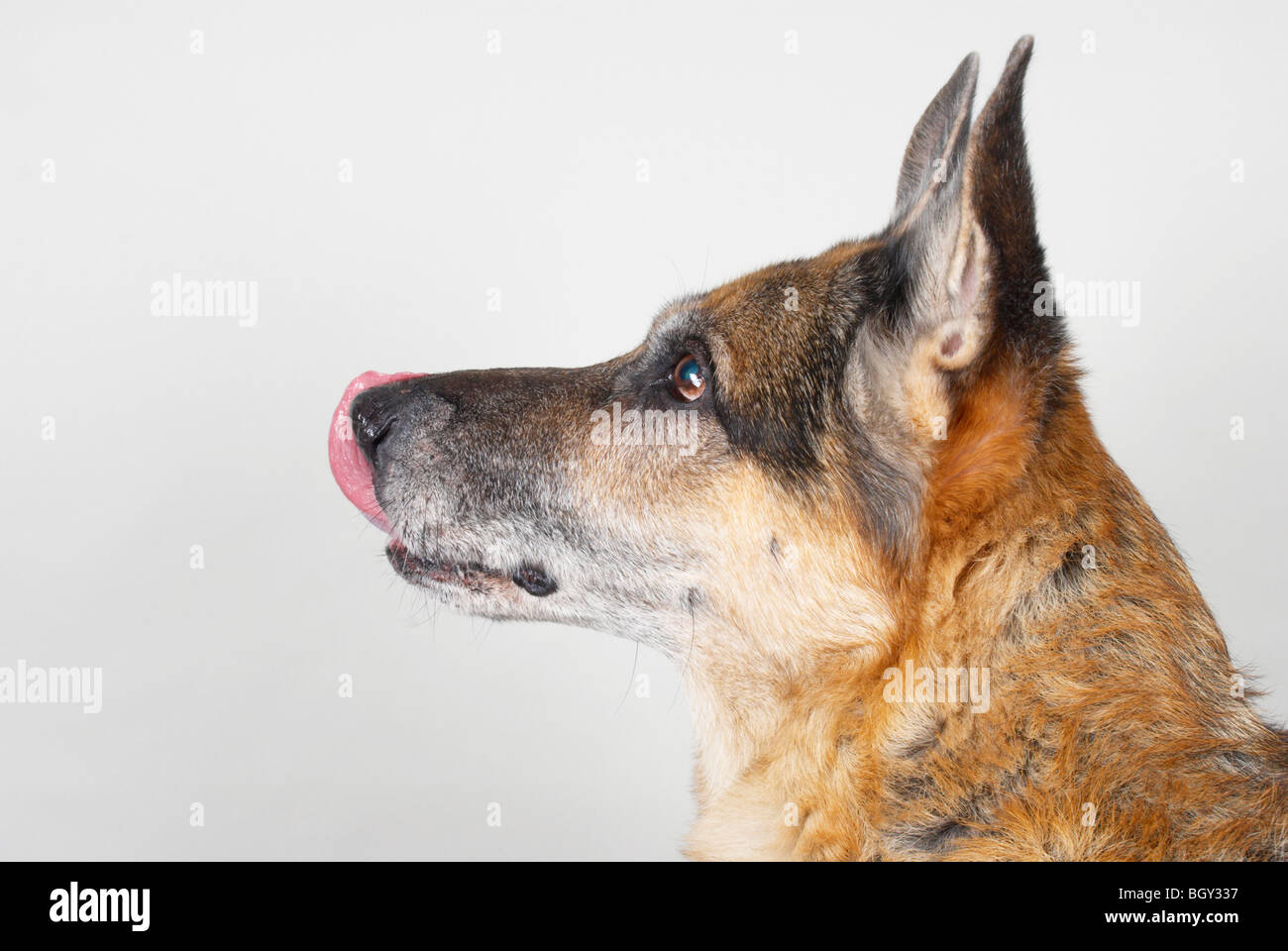 german shepherd dog / Alsatian Stock Photo