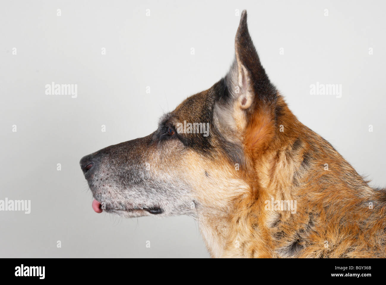 German shepherd dog / Alsatian Stock Photo