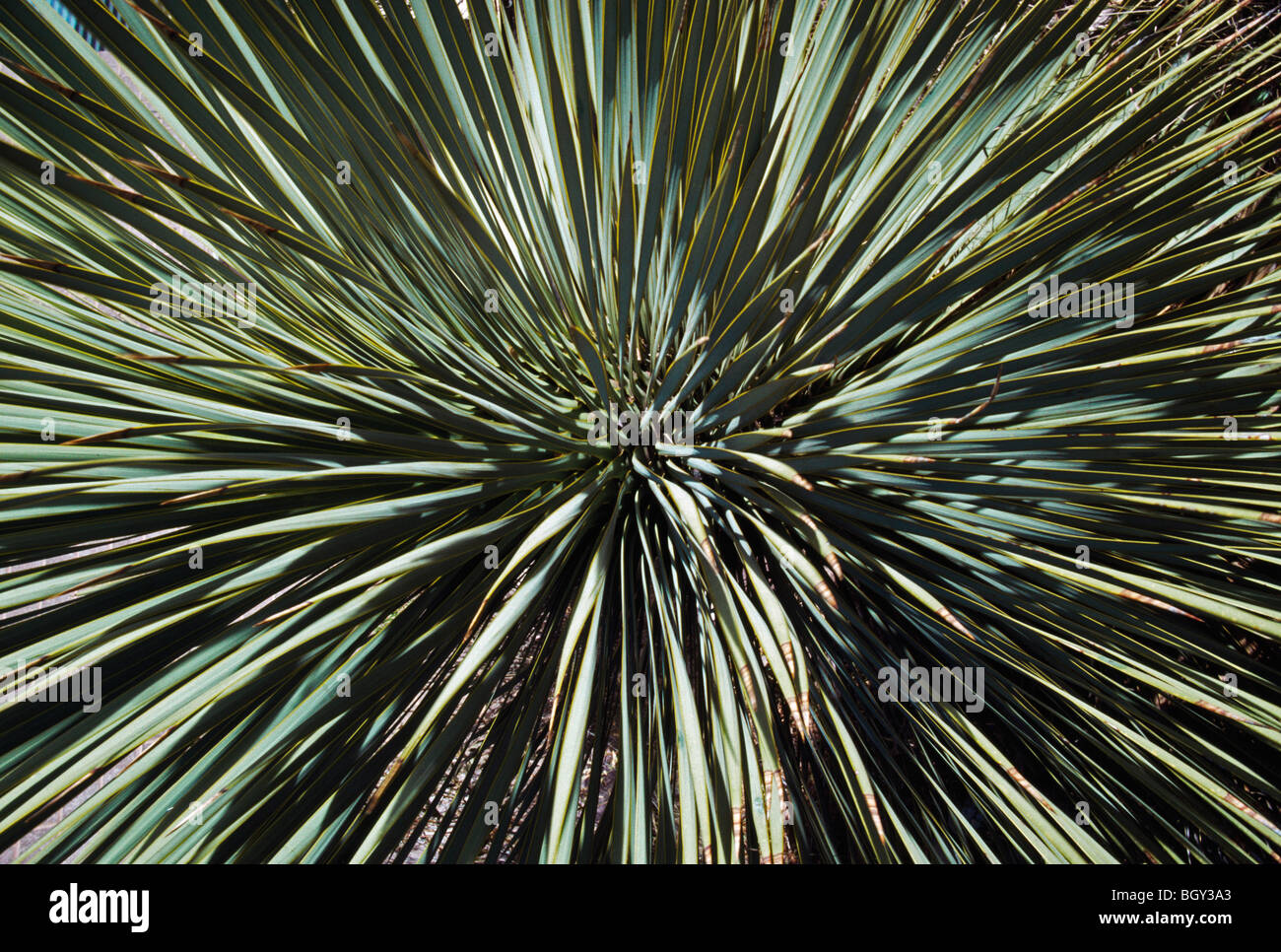 Yucca spines closeup hi-res stock photography and images - Alamy