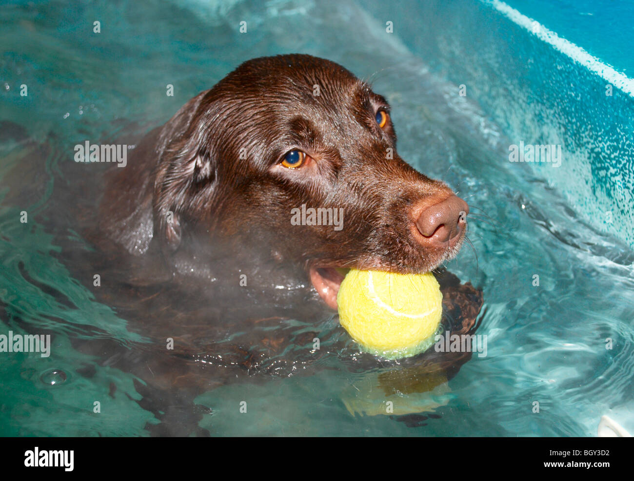 chocolate lab / retriever swimming in hydro therapy pool Stock Photo