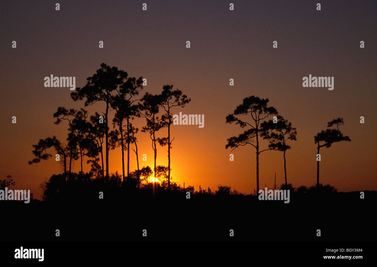 Sunrise behind slash pine trees (Pinus elliottii) Stock Photo