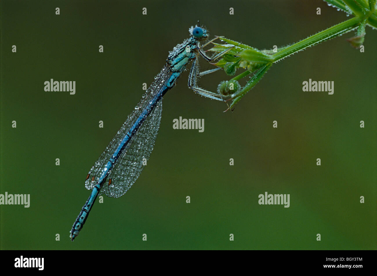 Black and white damselfly hi-res stock photography and images - Alamy