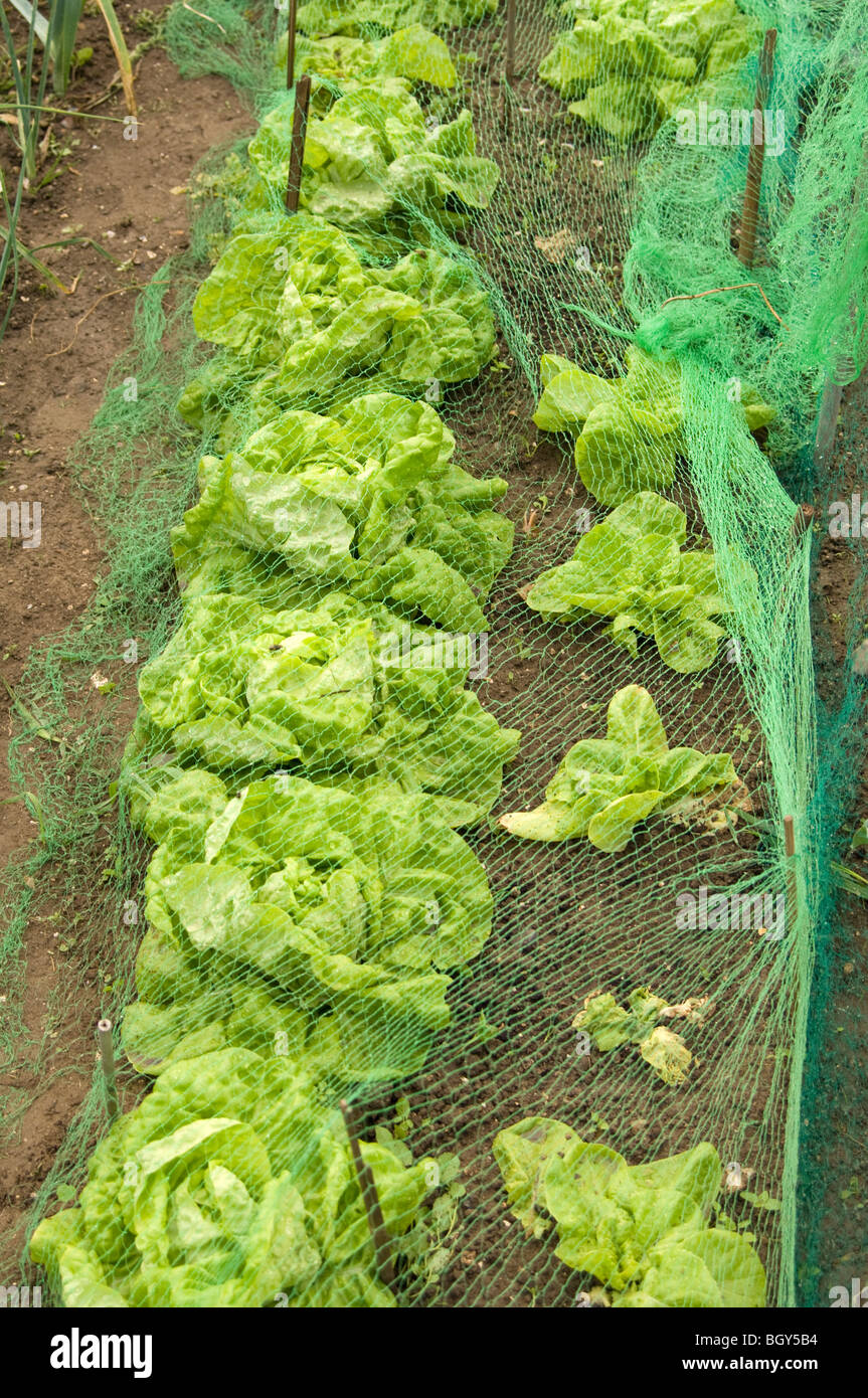 Lettuce growing on an allotment plot cover over with garden netting to