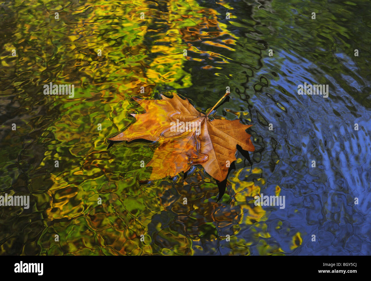 Floating Maple Leaf Stock Photo