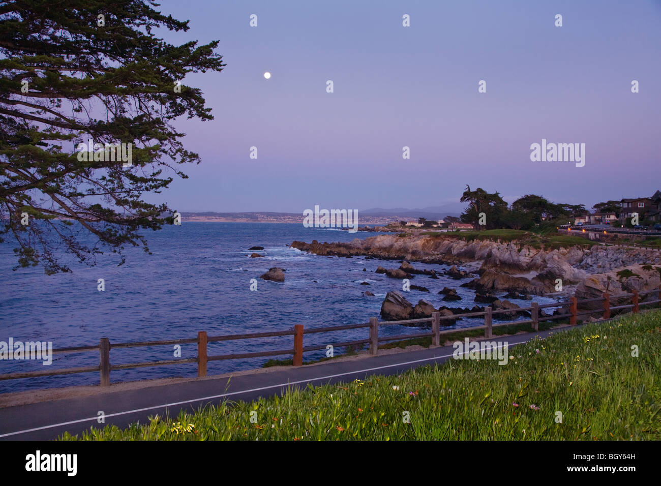 Monterey cypress tree and MOON RISE along SCENIC DRIVE - PACIFIC GROVE, CALIFORNIA Stock Photo