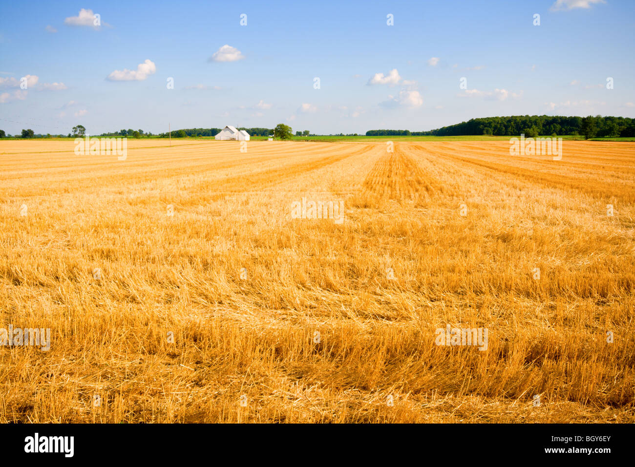 Harvested wheat Stock Photo