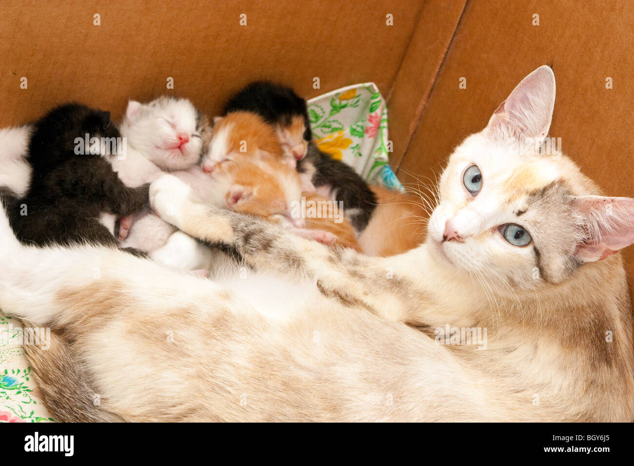 A mother cat with her kittens in a birthing box Stock Photo