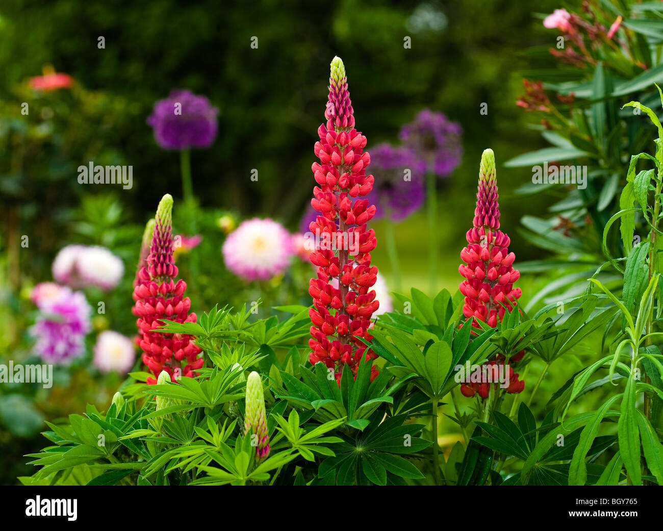 Large-leaved lupines (Lupinus polyphyllus) in bloom Stock Photo