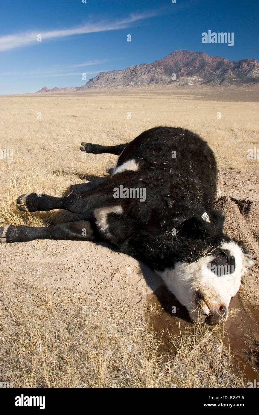 dead cow in Great Basin, Nevada Stock Photo