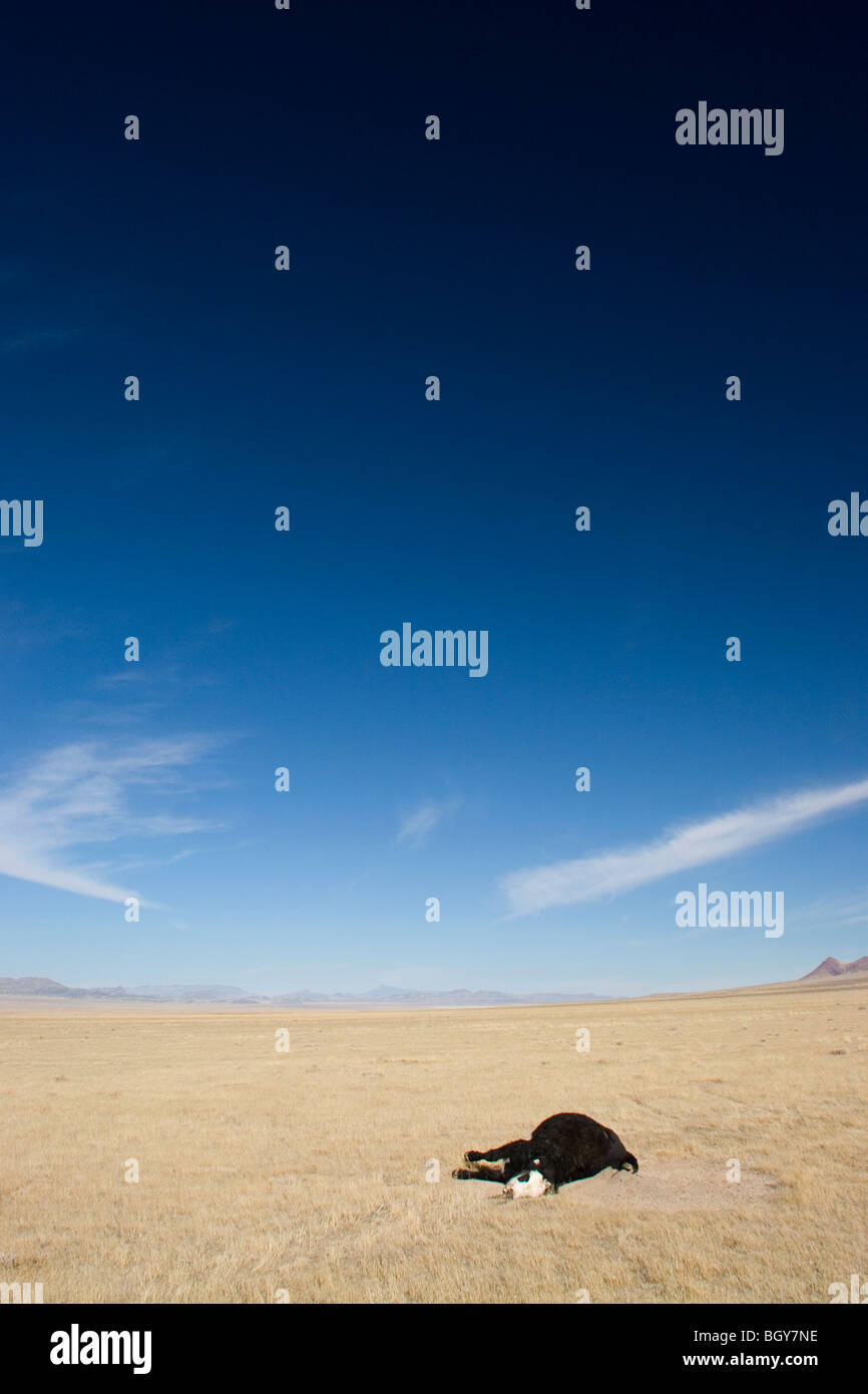 dead cow in Great Basin, Nevada Stock Photo