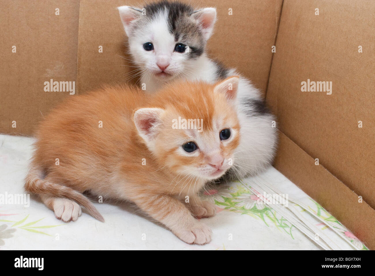 Two kittens in their birthing box Stock Photo Alamy