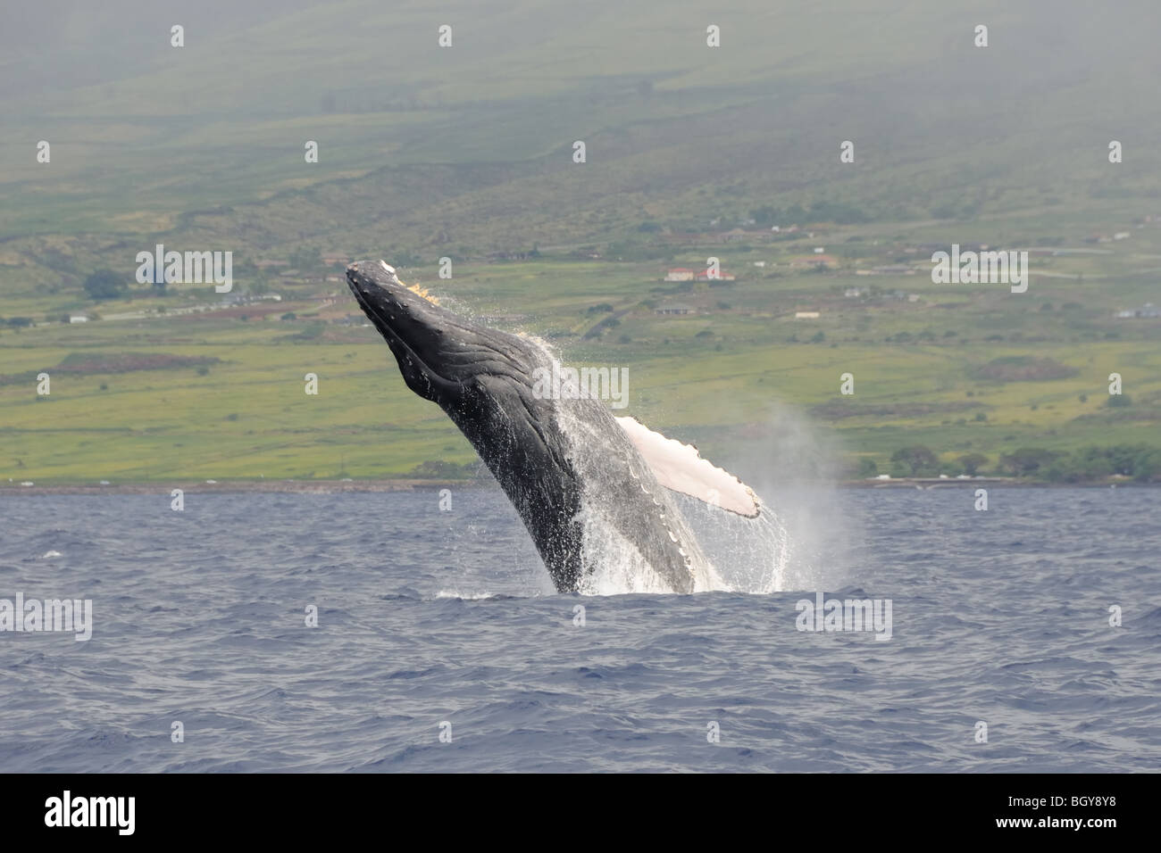 Humpback whale breaching in Hawaiian waters Stock Photo