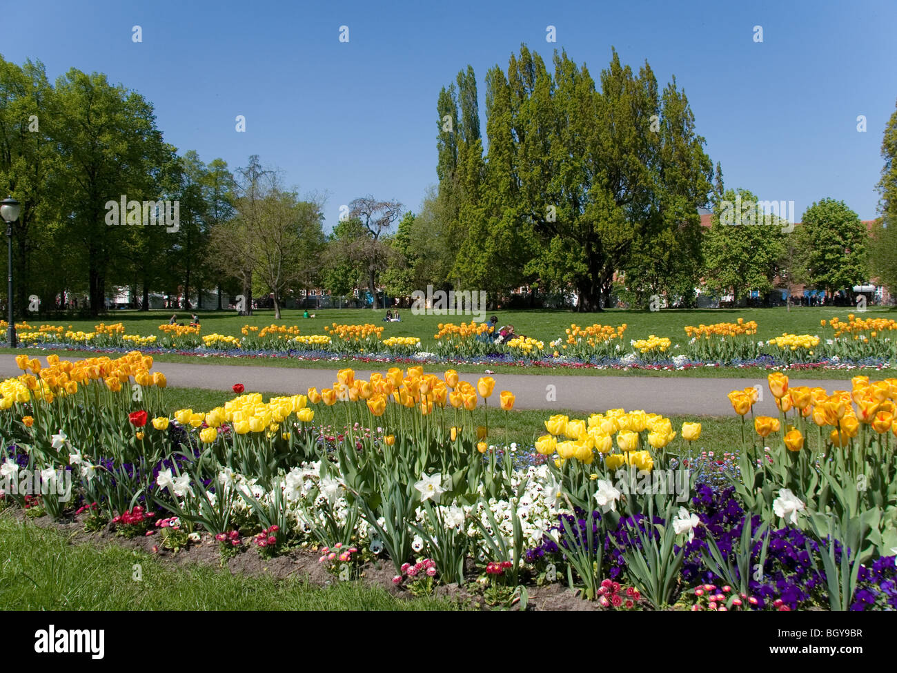 Tulips in the Park Stock Photo - Alamy
