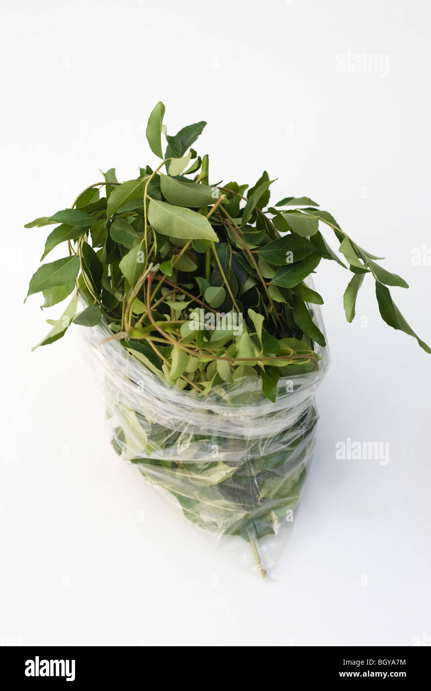 Fresh curry leaves Stock Photo Alamy
