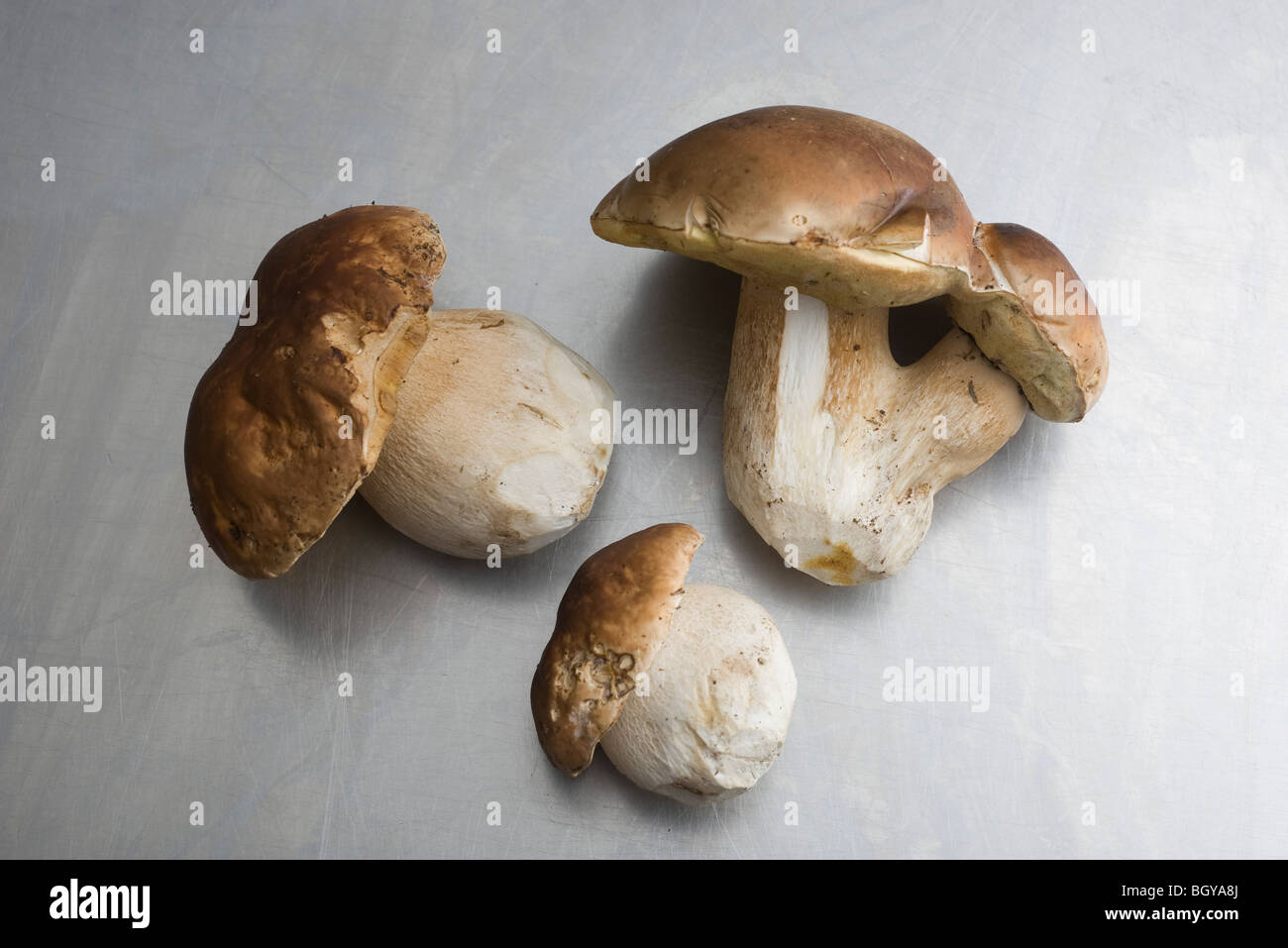 Cep or Porcini mushrooms (Boletus edulis) Stock Photo