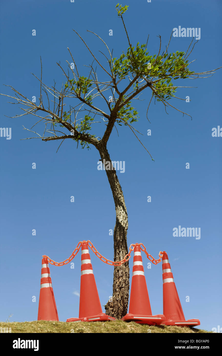 Tree surrounded with traffic cones Stock Photo