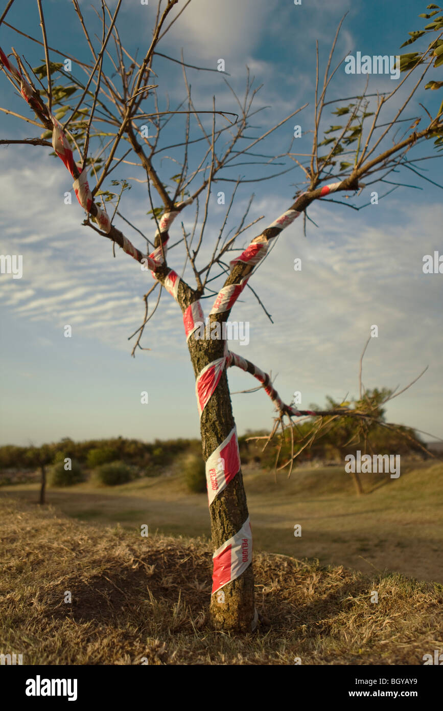 Tree wrapped with safety tape Stock Photo
