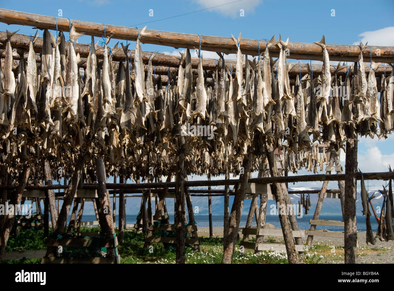 Icelandic Dry Fish Dried fish iceland hi-res stock photography and images - Alamy