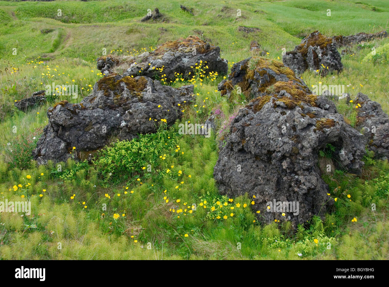 Lava Fields Rabida Budahraun lava field hi-res stock photography and images - Alamy