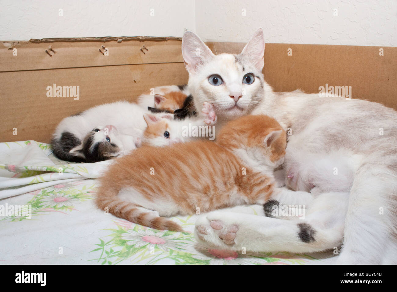 Kittens nursing in their birthing box Stock Photo Alamy