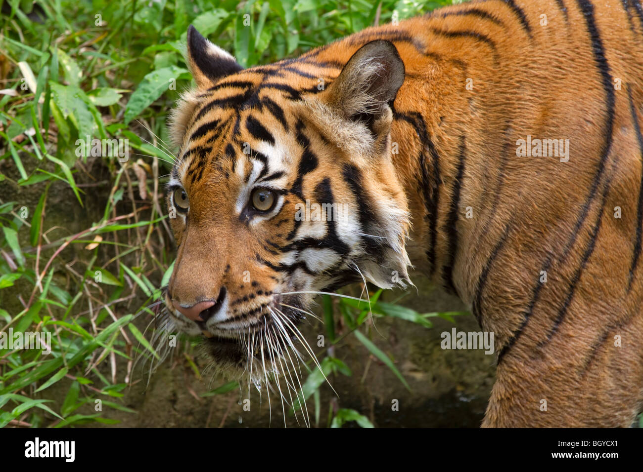 Sumatran tiger (Panthera tigris sumatrae). Stock Photo