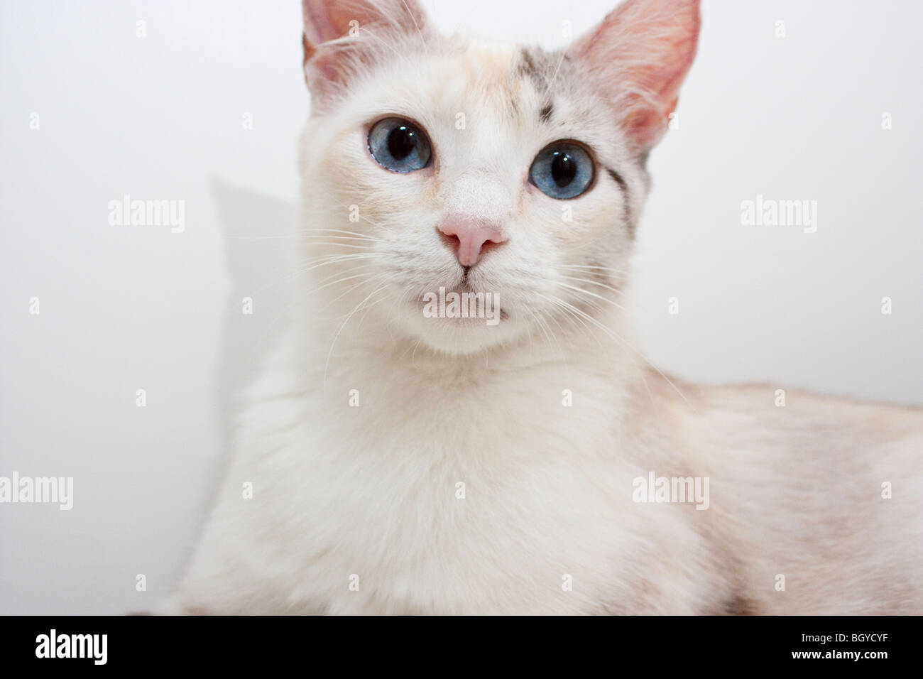 Colorpoint Shorthair Cat Stock Photos Colorpoint Shorthair Cat