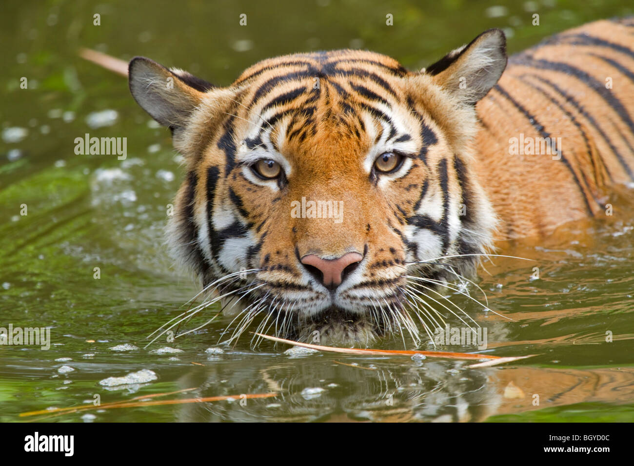 Sumatran tiger (Panthera tigris sumatrae) swimming. Stock Photo