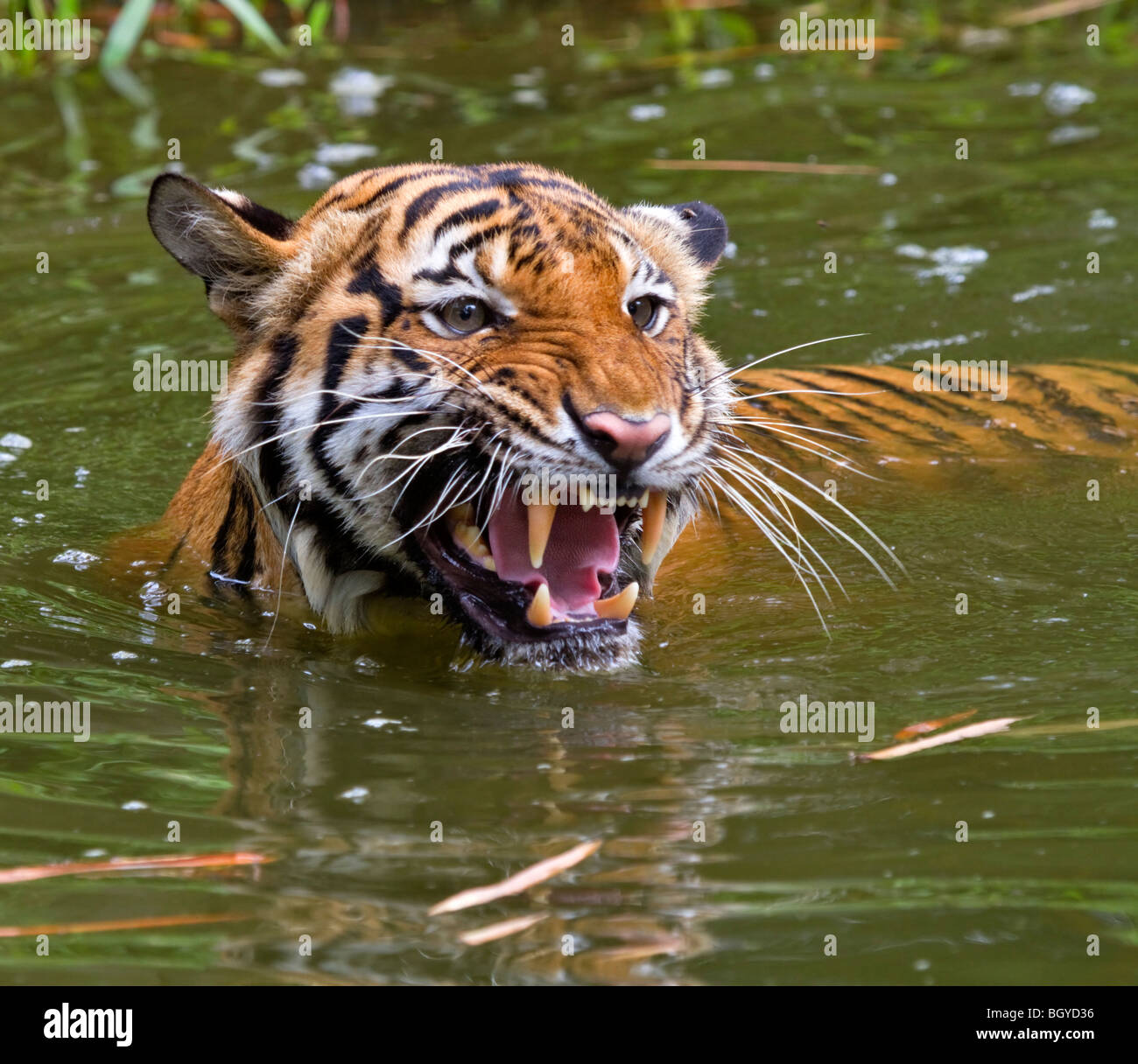 Sumatran tiger (Panthera tigris sumatrae) snarling. Stock Photo