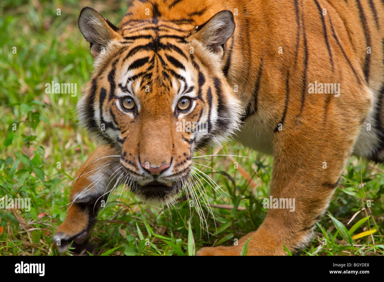 Sumatran tiger (Panthera tigris sumatrae). Stock Photo