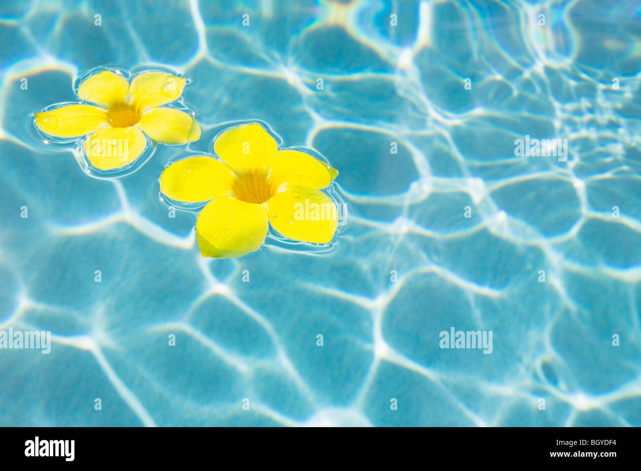 Flowers floating in pool Stock Photo Alamy