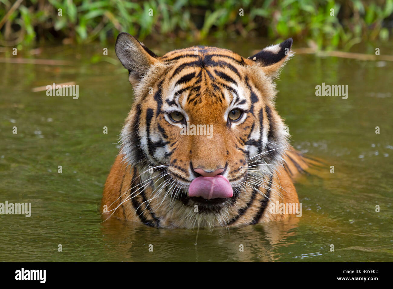Sumatran tiger (Panthera tigris sumatrae) with tongue out. Stock Photo