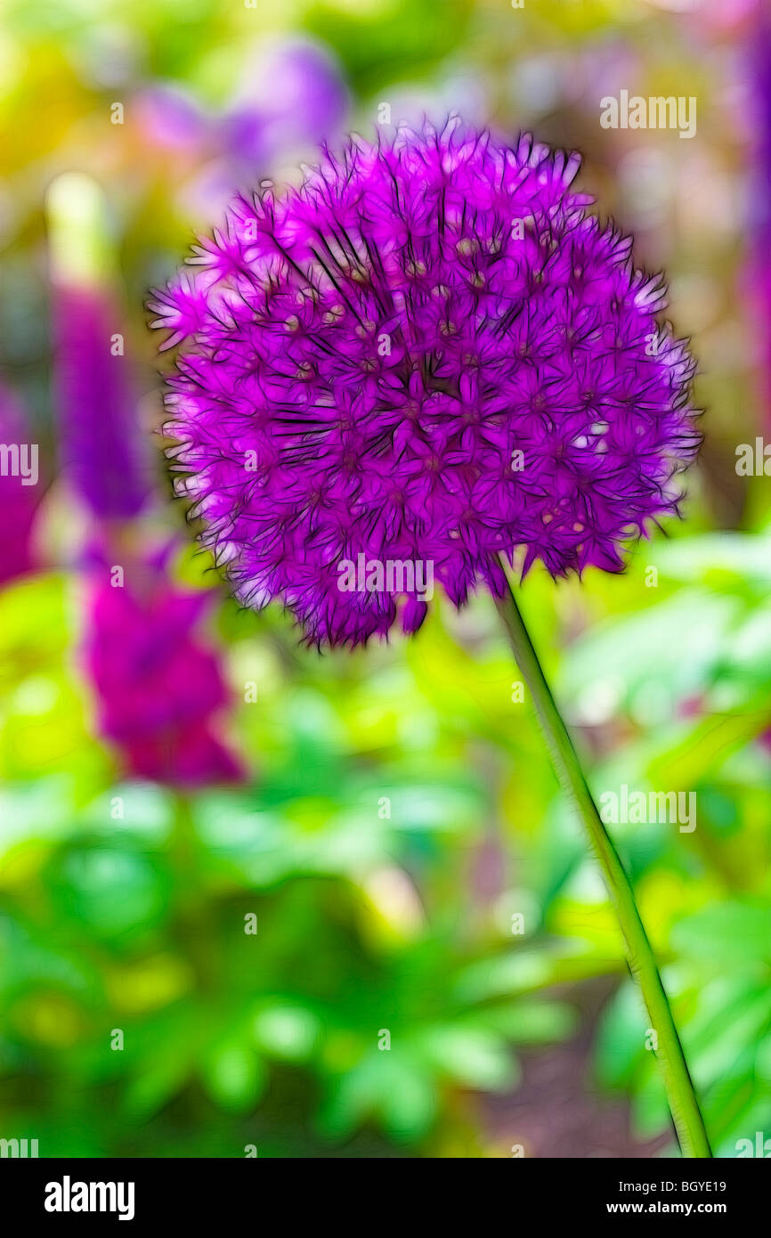 Photo illustration:  Lupins and Allium in full bloom growing in a herbaceous border Stock Photo