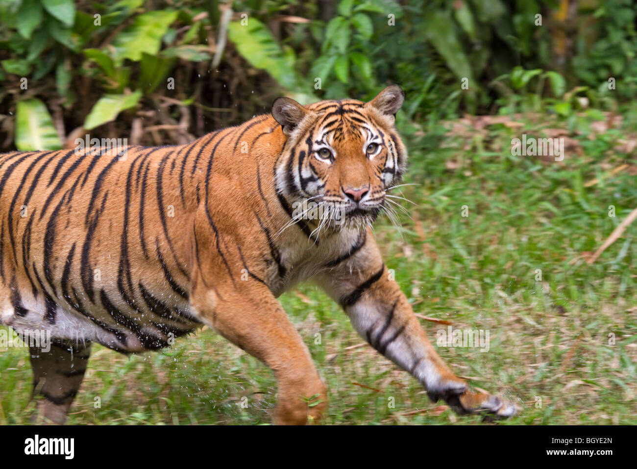 Sumatran tiger (Panthera tigris sumatrae) running in the grass after swimming. Stock Photo