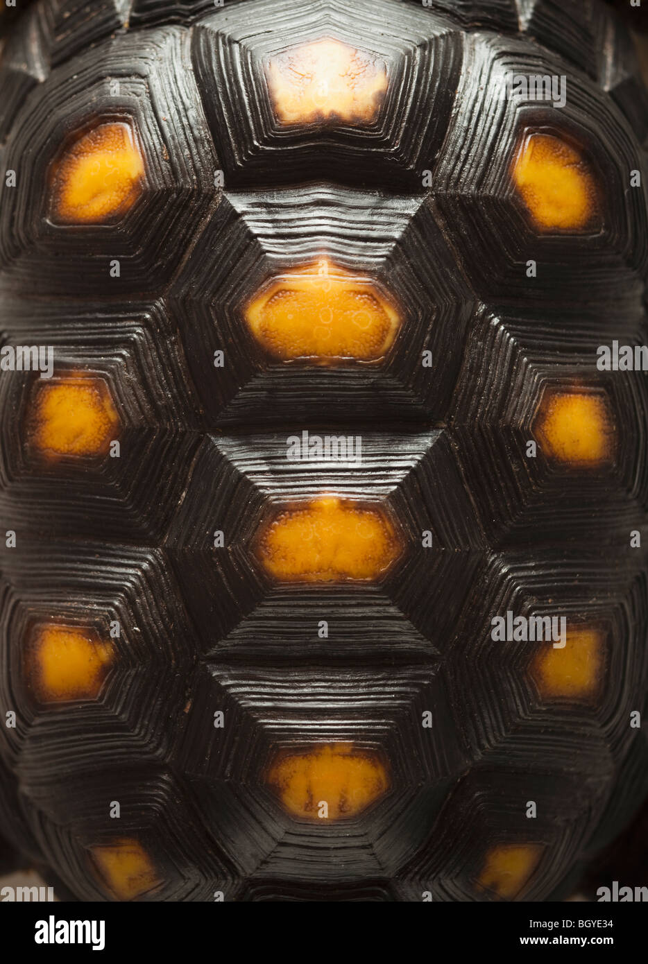 Turtle shells hi-res stock photography and images - Alamy