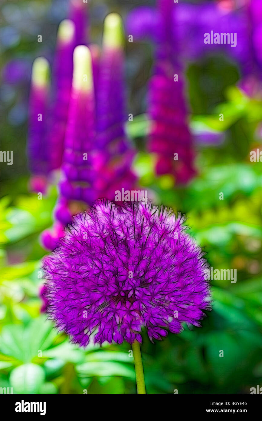 Photo illustration:  Lupins and Allium in full bloom growing in a herbaceous border Stock Photo