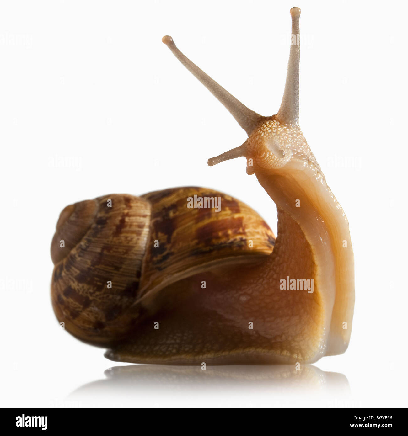 Snail out of shell Stock Photo