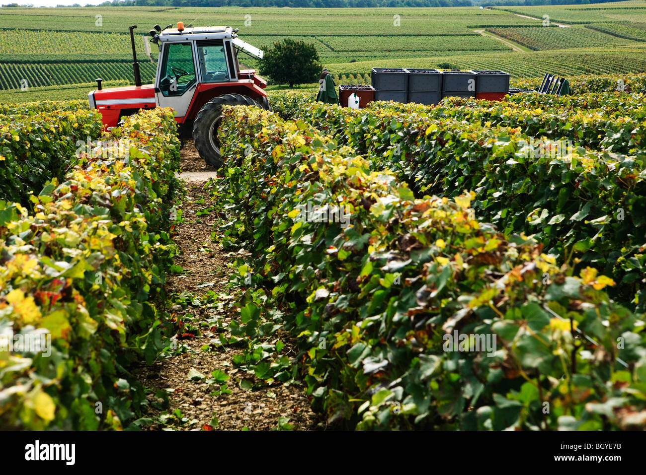 Field of grapevines, tractor with load of harvested grapes in background Stock Photo