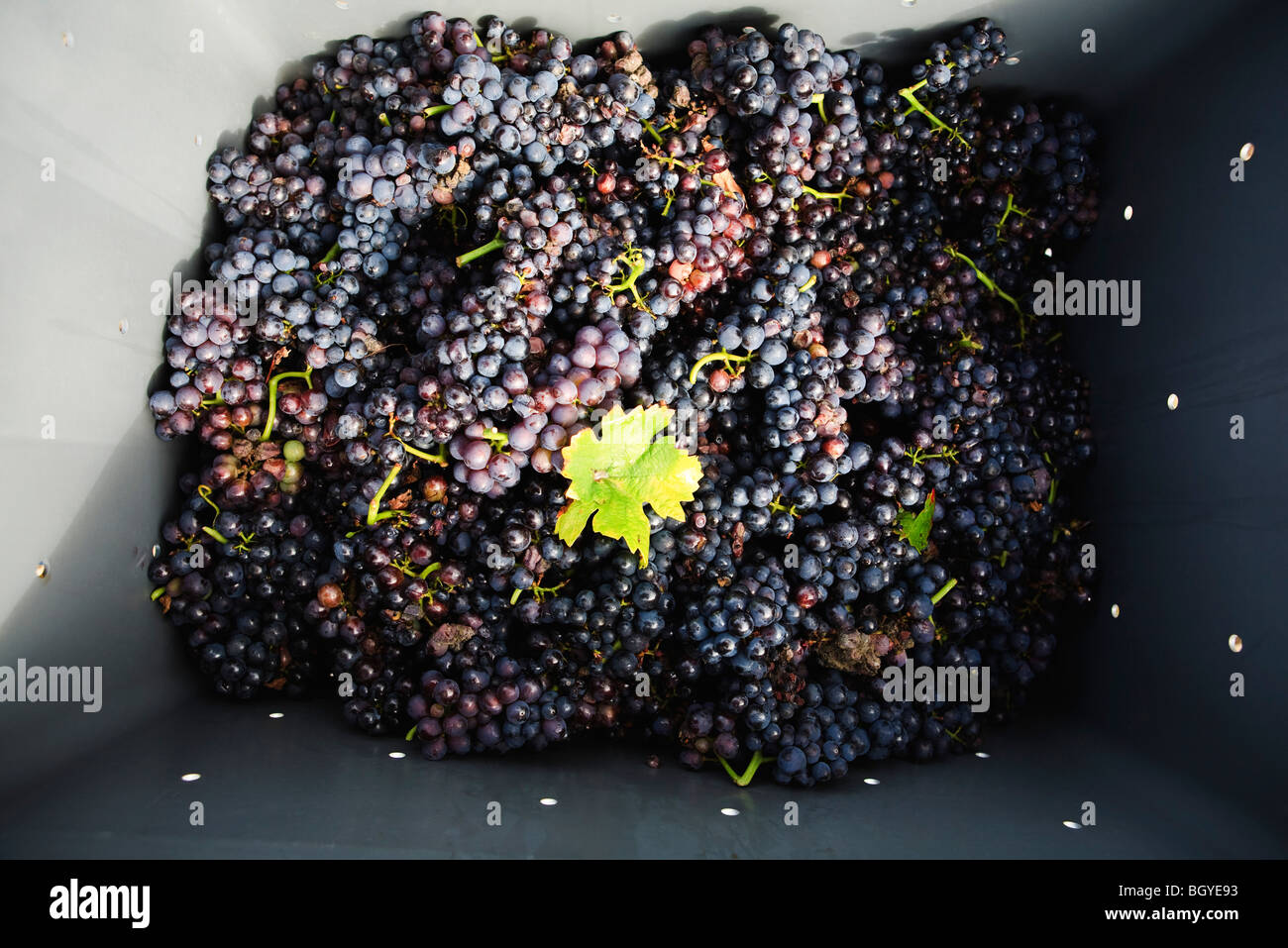 Harvested red grapes in plastic bin Stock Photo