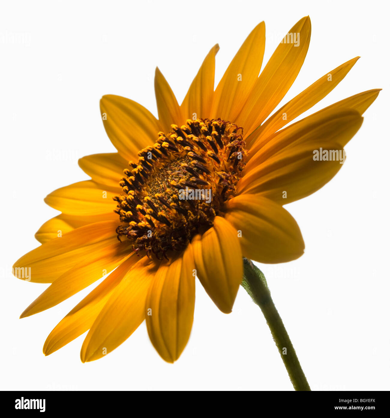 Sunflowers Stock Photo Alamy
