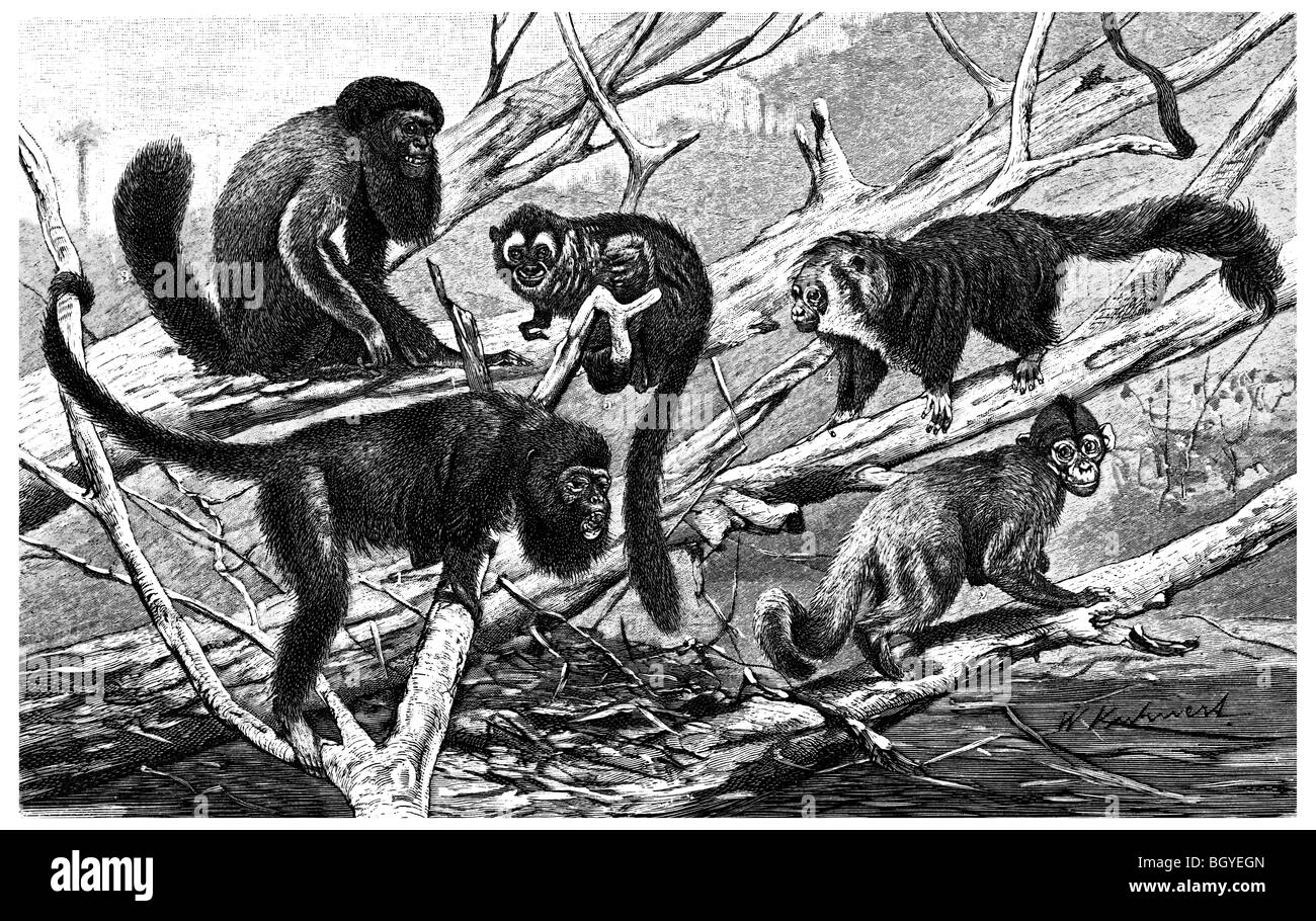 Group of 5 medium-sized primates monkeys Stock Photo