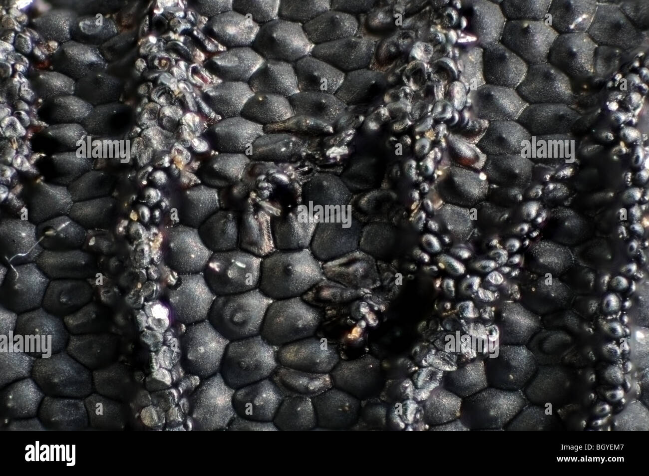 A section of a single Nigella seed (love-in-a-mist) in extreme close up Stock Photo