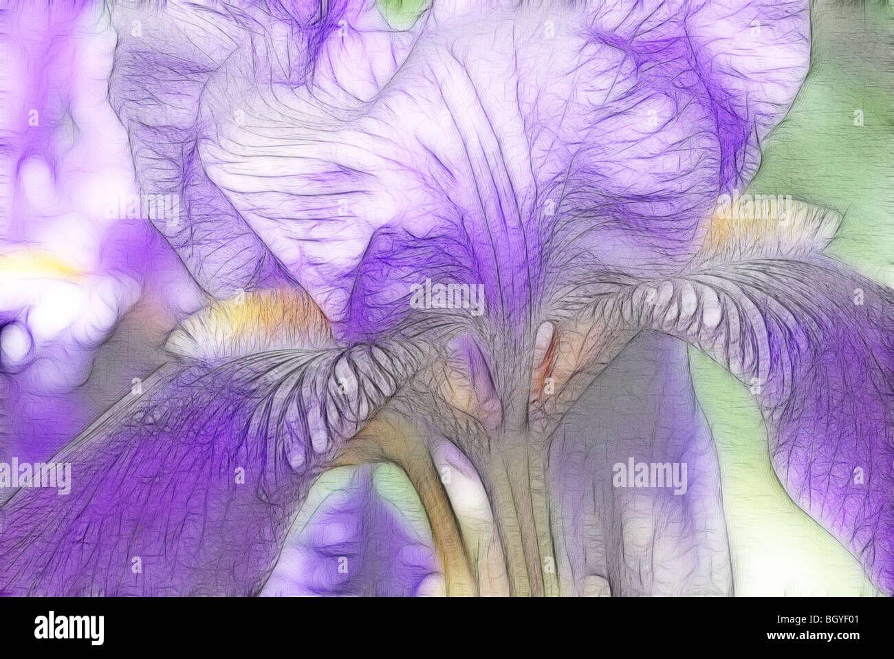 Bearded iris border hi-res stock photography and images - Alamy