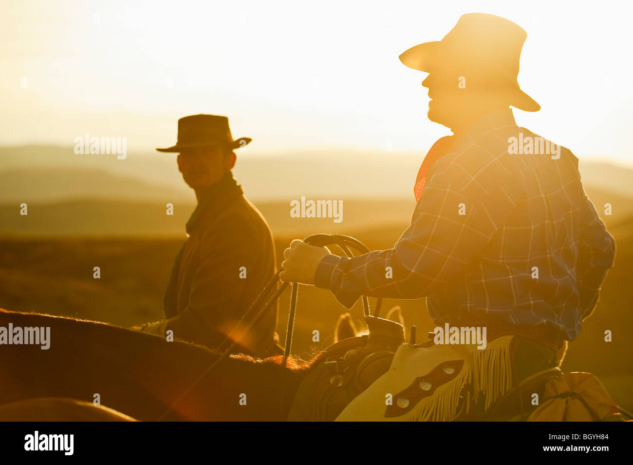 American saddle horses hi-res stock photography and images - Alamy