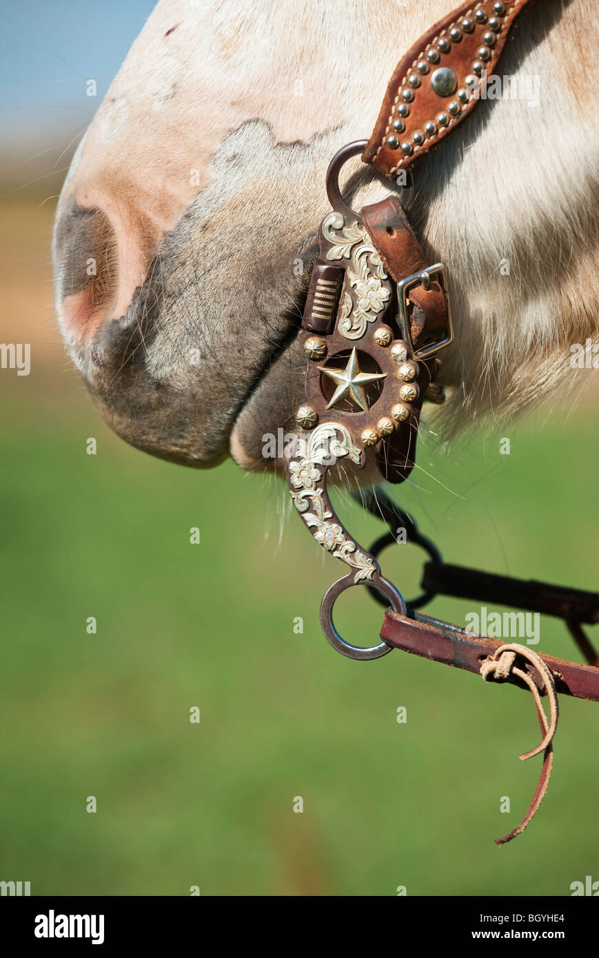 Closeup mouth white horse bridle hires stock photography and images