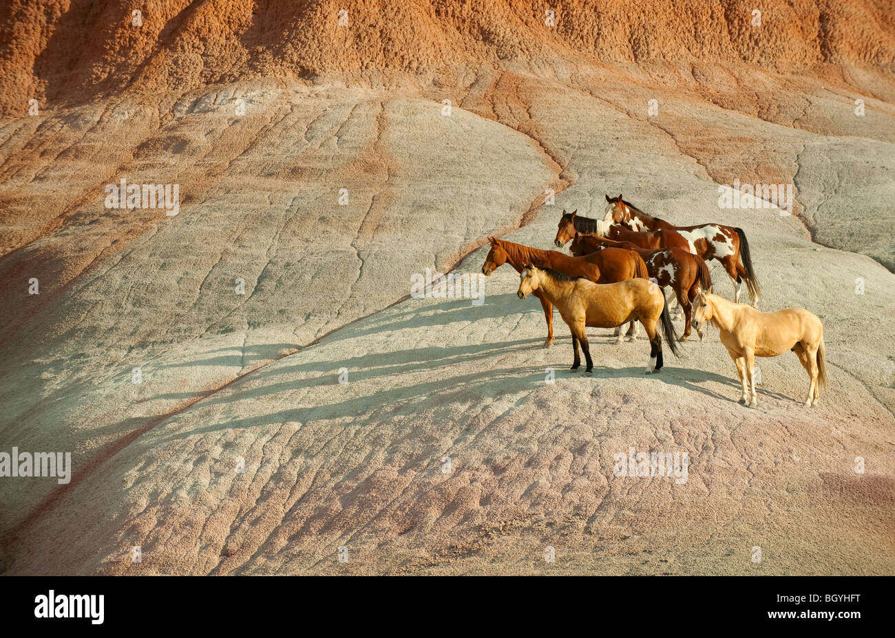 Horses icon hi-res stock photography and images - Alamy