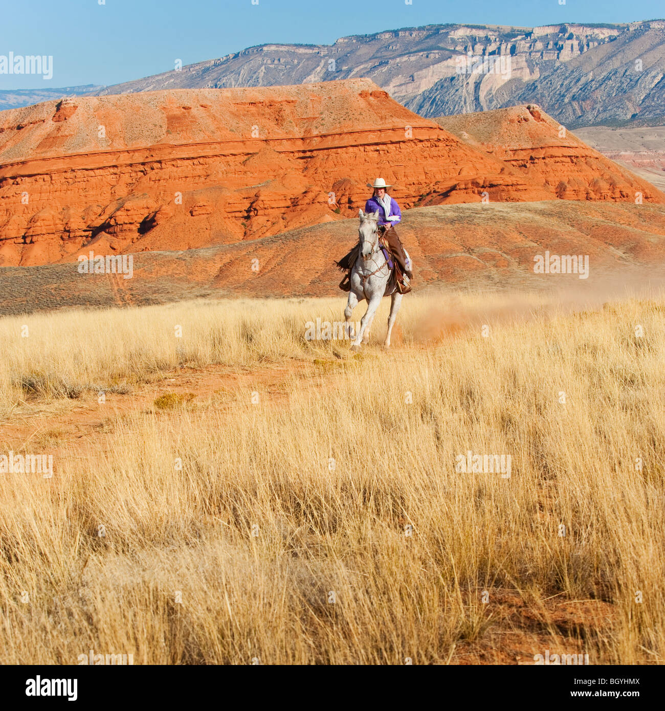 Hard Horseback Rider Horse and rider and woman and hard hat hi-res stock photography and ...
