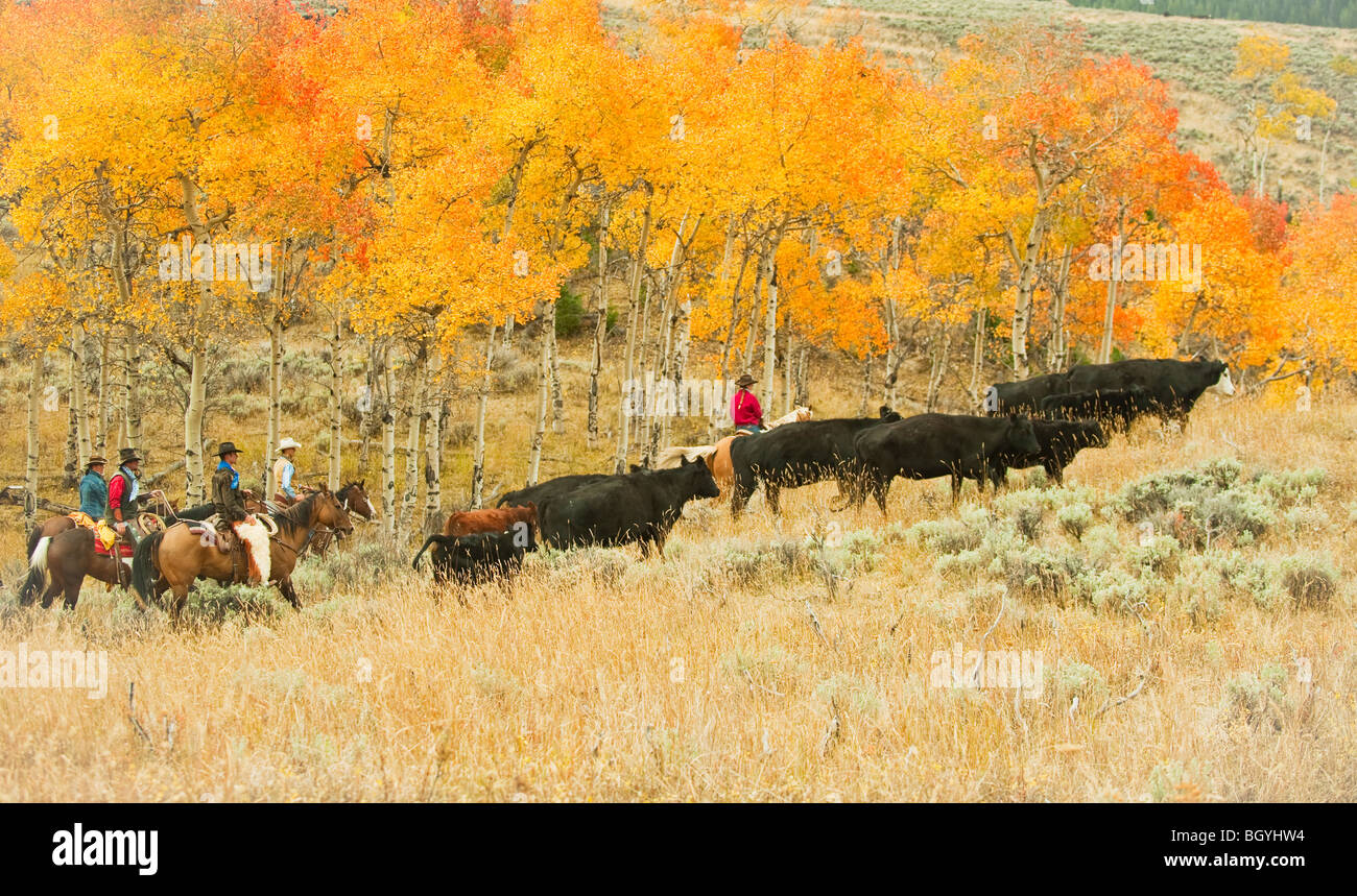 Horseback riders herding cattle Stock Photo