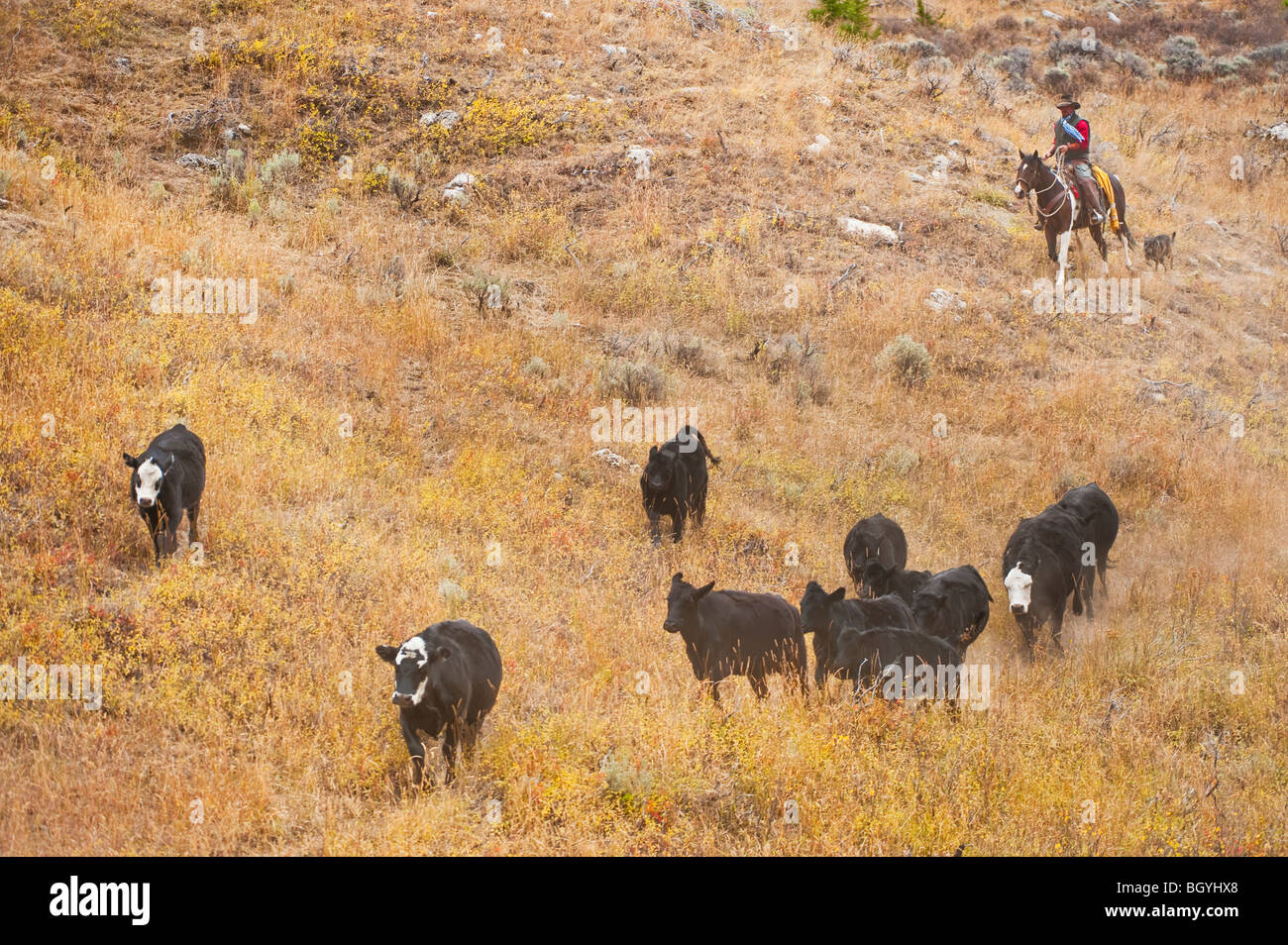 Cowboy herding cattle Stock Photo