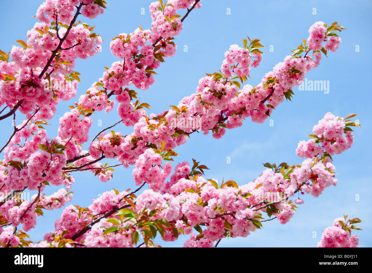 Brooklyn Botanic Gardens Cherry Blossom Hi-res Stock Photography And ...