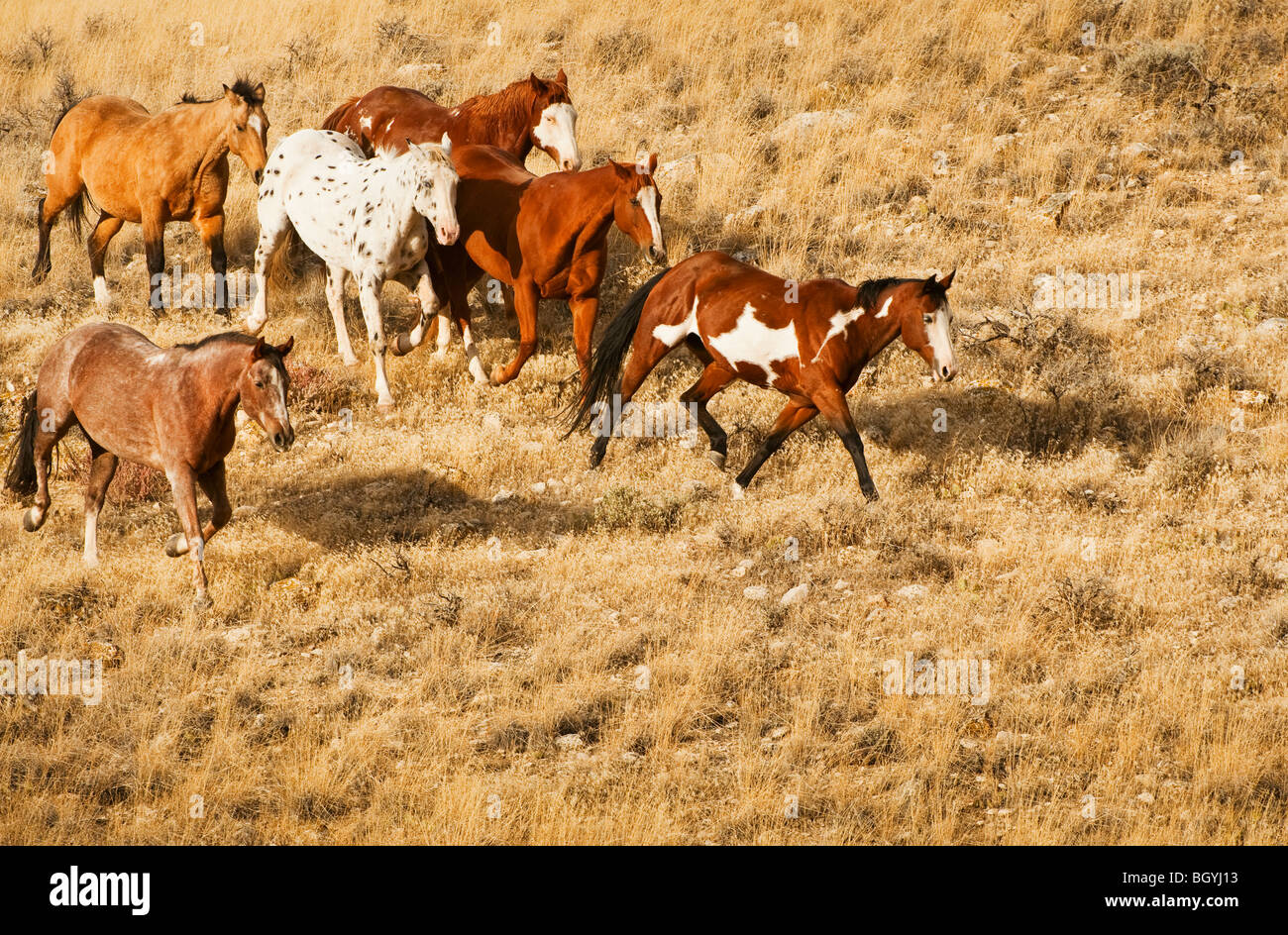 Images of horses hi-res stock photography and images - Alamy